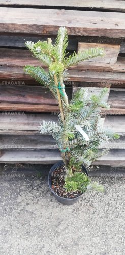 Arnold hibrid jegenyefenyő Jadwiga, Abies x arnoldiana, kont. 3l, 40 – 50 cm