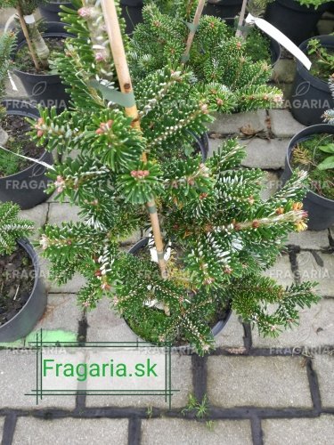 Arnold hibrid jegenyefenyő Ján Pavol II, Abies x arnoldiana, kont. 3l, 30 – 35 cm