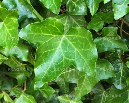 Borostyán, Hedera helix 20 cm, kont. 0,5l