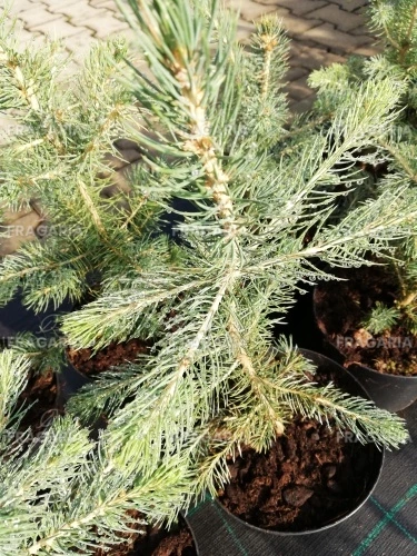 Ezüstfenyő  Kaibab, Picea pungens ,25 - 35 cm, kont. 3l