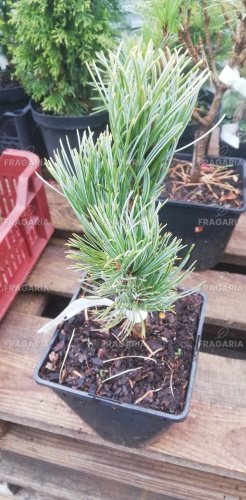 Japán selyemfenyő Kan Zan, Pinus parviflora, kont. P 9, 30-40 cm