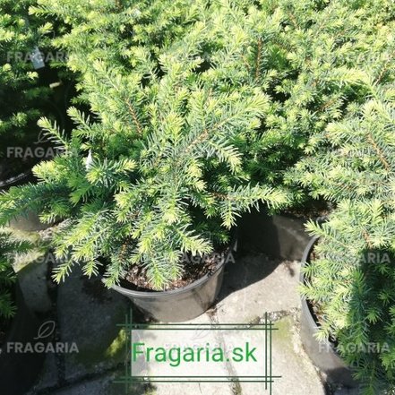 Szerb lucfenyő Karel, Picea omorika 20 - 30 cm, kont. 3l