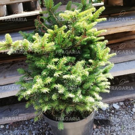 Szerb lucfenyő Karel, Picea omorika 20 - 30 cm, kont. 3l