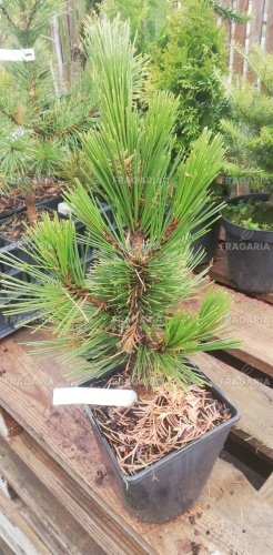 Balkáni páncélfenyő Karmel, Pinus leucodermis – heldreichii, 20 - 30 cm, kont. 3l