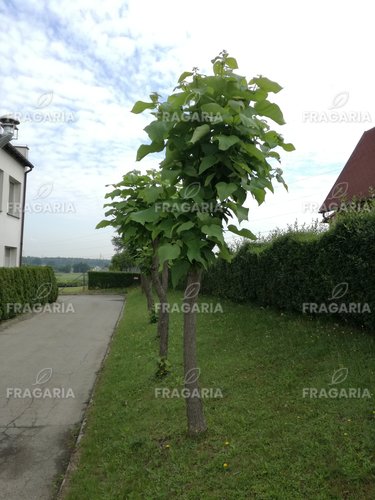 Gömbkoronájú szivarfa Nana, Catalpa bignonioides 160 - 200 cm, kont. 25l