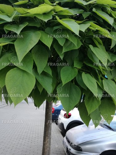 Gömbkoronájú szivarfa Nana, Catalpa bignonioides 160 - 200 cm, kont. 25l