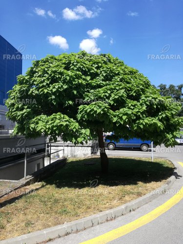 Gömbkoronájú szivarfa Nana, Catalpa bignonioides 160 - 200 cm, kont. 25l