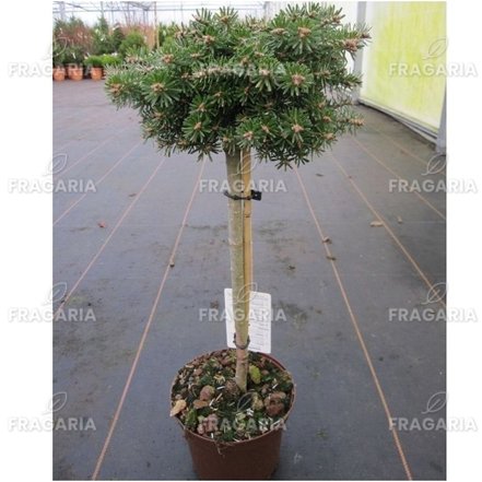 Koreai jegenyefenyő Kristalkugel, Abies koreana  kont. C5 na 40 cm