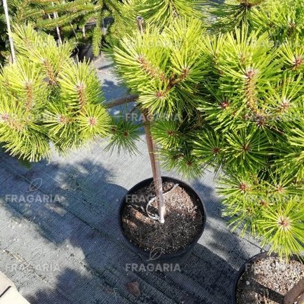 Japán erdeifenyő Jane Kluis, Pinus densiflora, 35 - 40 cm, kont. 3l