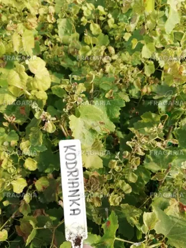 Bortermő szőlő Kodrianka, Vitis vinifera, kont. 1 l