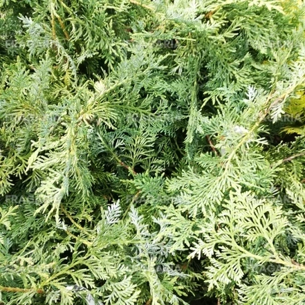 Koreai tuja, Thuja koraiensis, 50 – 60 cm, kont. 3l