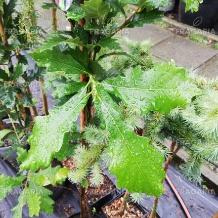 Tölgy keresztezett Long' REGAL PRINCE ® Quercus x ware, kont 7 l + 140 cm