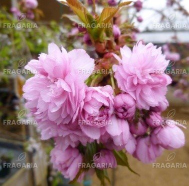 Japán cseresznye  Kiku-shidare, Prunus serrulata 120 - 180 cm, kont. 10I