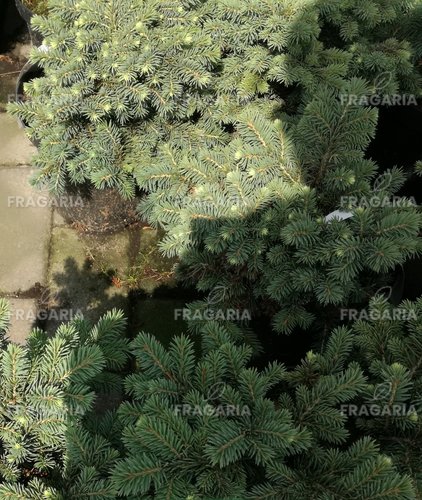 Ezüstfenyő Kuba, Picea pungens, 20 - 30 cm, kont. 3l