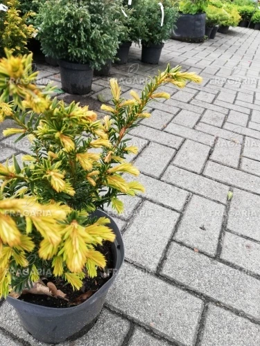 Közönséges tiszafa Kupfergold, Taxus baccata 20 - 40 cm, kont. 3l