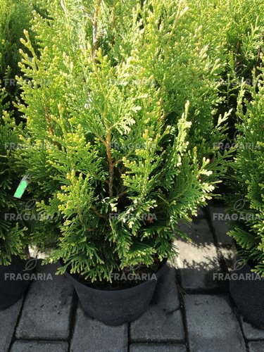 Fonalas tuja Little Boy, Thuja plicata,  40-50 cm, kont. 3 l