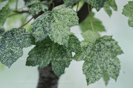 Hegyi juhar Leopoldi, Acer pseudoplatanus 180 – 220 cm, kont. 7l