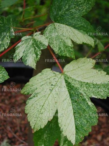 Hegyi juhar Leopoldi, Acer pseudoplatanus 180 – 220 cm, kont. 7l