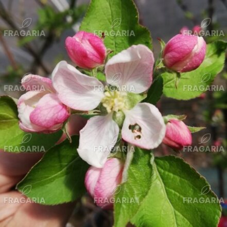 Almafa Ligol, Malus domestica 130 - 190 cm, kont. 5 l