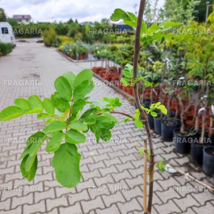 Madárberkenye x aronia, Aronia melanocarpa x Sorbus aucuparia, + 120 cm, kon. 2l