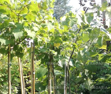 Kislevelű hárs Green Globe, Tilia cordata, 140 – 230 cm, kont. 7l
