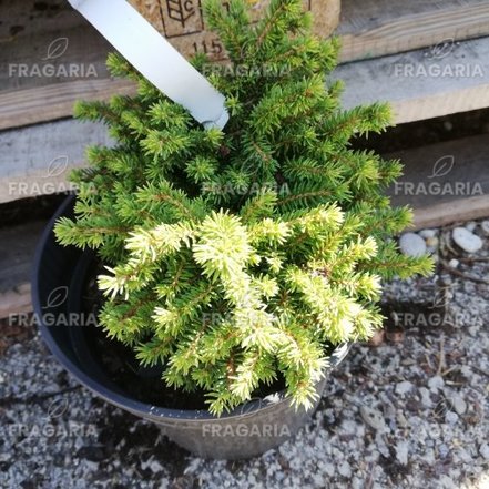 Közönséges lucfenyő Little Gem, Picea abies 10 - 25 cm, kont. 3l