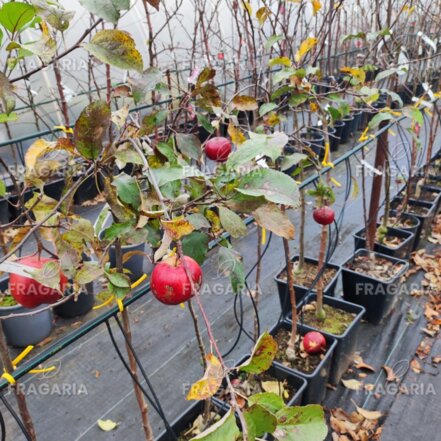 Almafa Ligol, Malus domestica 130 - 190 cm, kont. 5 l