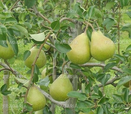 Körte  Lukasovka , Pyrus communis 130 - 150 cm, kont. 3,5 l