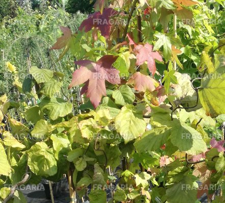 Mogyoró Red Majestic, Corylus avellana, 100 cm, kont. 5l