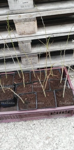 Narancseper, Maclura pomifera, kont. 2l