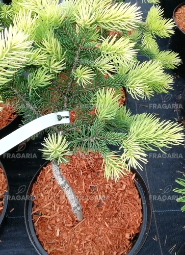 Ezüstfenyő  Maigold, Picea Pungens  20 - 30 cm, kont. 3l