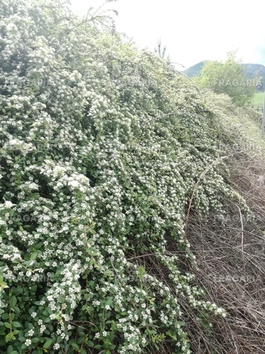 Szőnyegmadárbirs Major, Cotoneaster dammeri 5 - 15 cm, kont. 1,5l