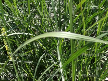 Japánfű Malepartus, Miscanthus sinensis , kont. 1 l