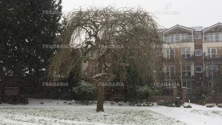 Magas kőris Pendula, Fraxinus excelsior, 130 – 180 cm, kont. 5l