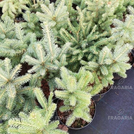 Ezüstfenyő  Misty Blue , Picea Pungens  20 - 30 cm, kont. 3l