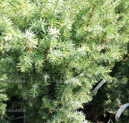 Közönséges boróka Meyer, Juniperus communis 40 - 60 cm, kont. 3l