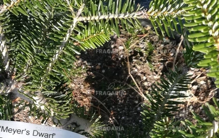 Görög jegenyefenyő Meyer 's dwarf' Abies cephalonica 30 - 40 cm, kont. 5l.