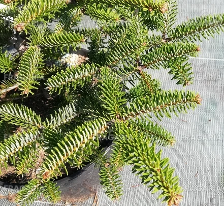 Görög jegenyefenyő Meyer 's dwarf' Abies cephalonica 30 - 40 cm, kont. 5l.