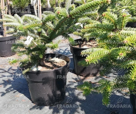 Görög jegenyefenyő Meyer 's dwarf' Abies cephalonica 30 - 40 cm, kont. 5l.