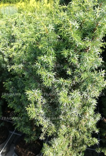 Közönséges boróka Meyer, Juniperus communis 40 - 60 cm, kont. 3l