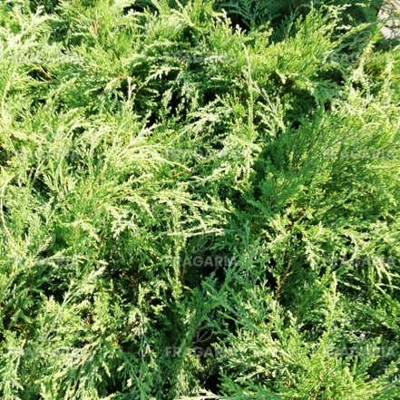 Mandzsu ciprusboróka, Microbiota decussata, 30 - 40 cm, kont. 3l