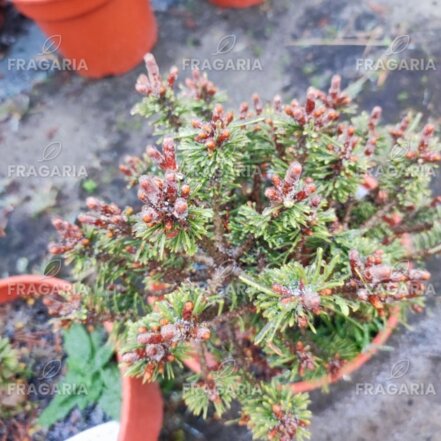 Havasi törpefenyő Minima Kalouš, Pinus mugo 20 - 30 cm, kont. 3l
