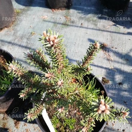 Havasi törpefenyő Minutifolia, Pinus mugo, 20 - 30 cm, kont. 3l