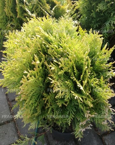 Nyugati tuja Mirjam, Thuja occidentalis, 20 - 30 cm, kont. 3l