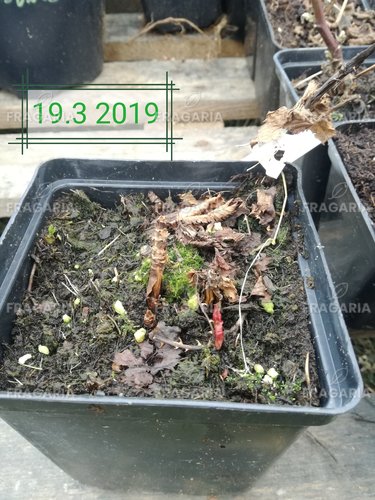 Japán szamócamálna Rubus illecebrosus, kont. 1l