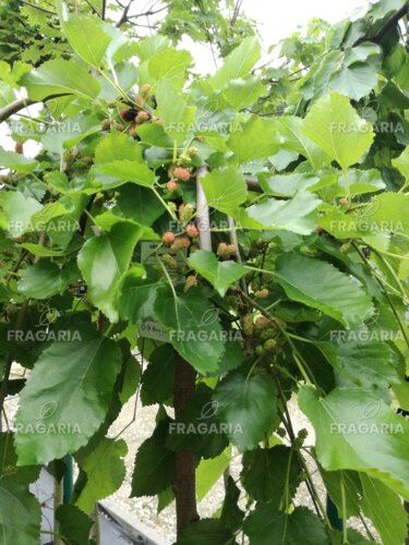 Fehér eperfa „Pendula” (lecsüngő),  Morus alba, 120-180 cm,  kont. 3 l.
