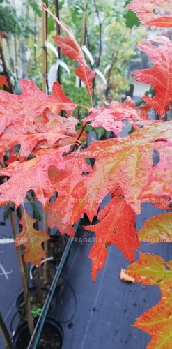 Amerikai mocsártölgy, Quercus palustris 170 - 180 cm, kont. 4I