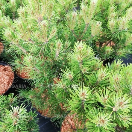 Havasi törpefenyő Mops, Pinus mugo 30 - 40 cm, kont. 5l