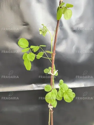 Moringa- Csodafa, Moringa oleifera