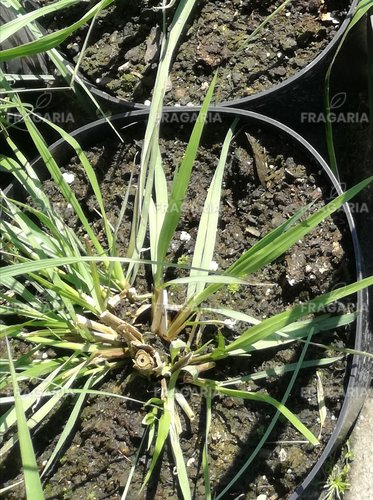 Tollborzfű Moudry, Pennisetum alopecuroides, kont. 3 l